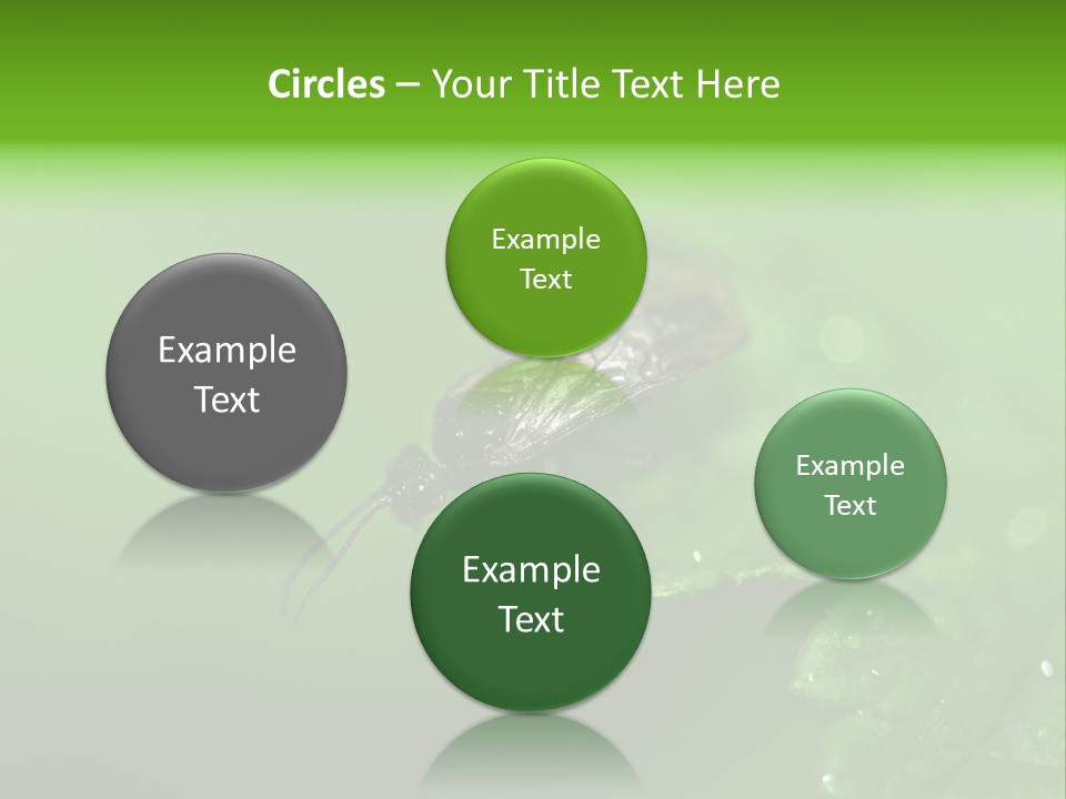 Wildlife Sawflies Animals PowerPoint Template