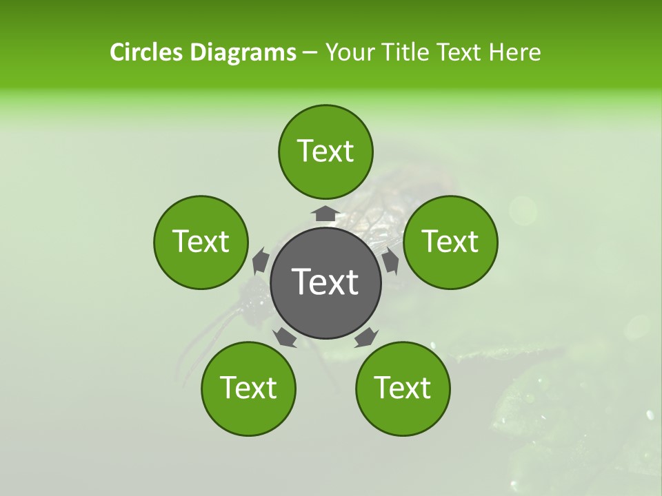 Wildlife Sawflies Animals PowerPoint Template