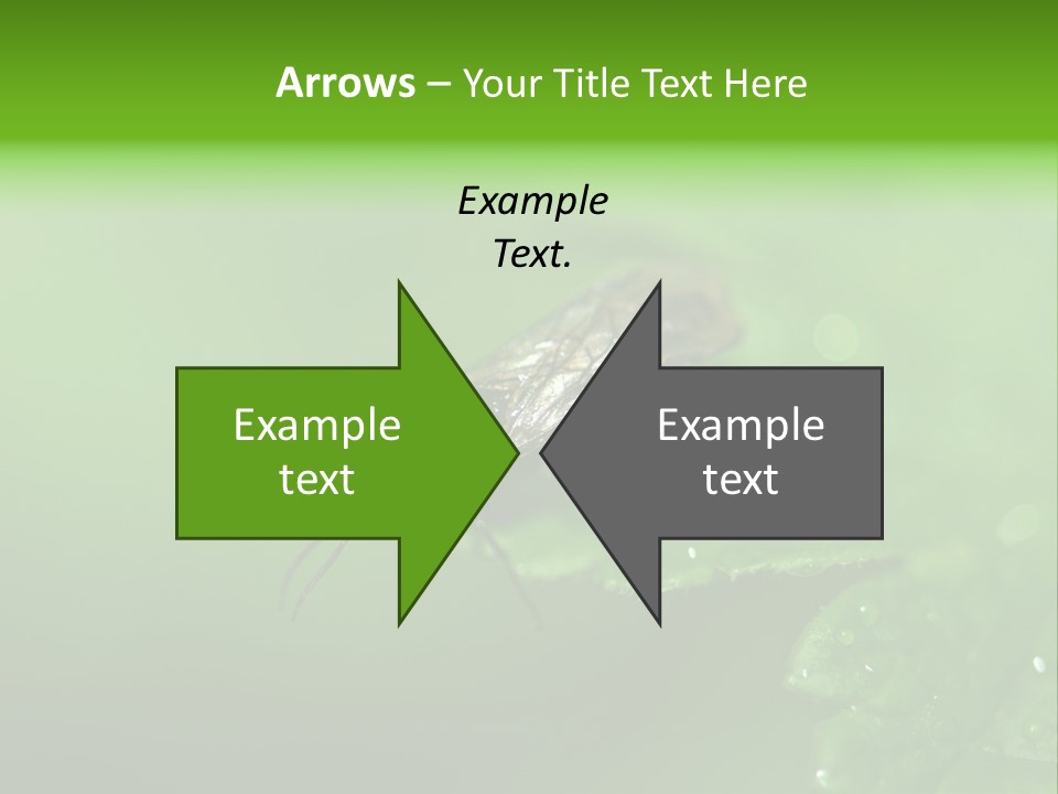 Wildlife Sawflies Animals PowerPoint Template