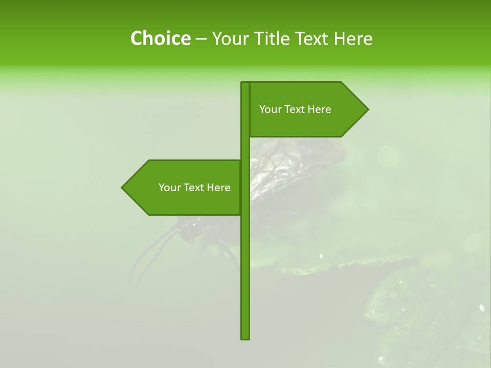 Wildlife Sawflies Animals PowerPoint Template