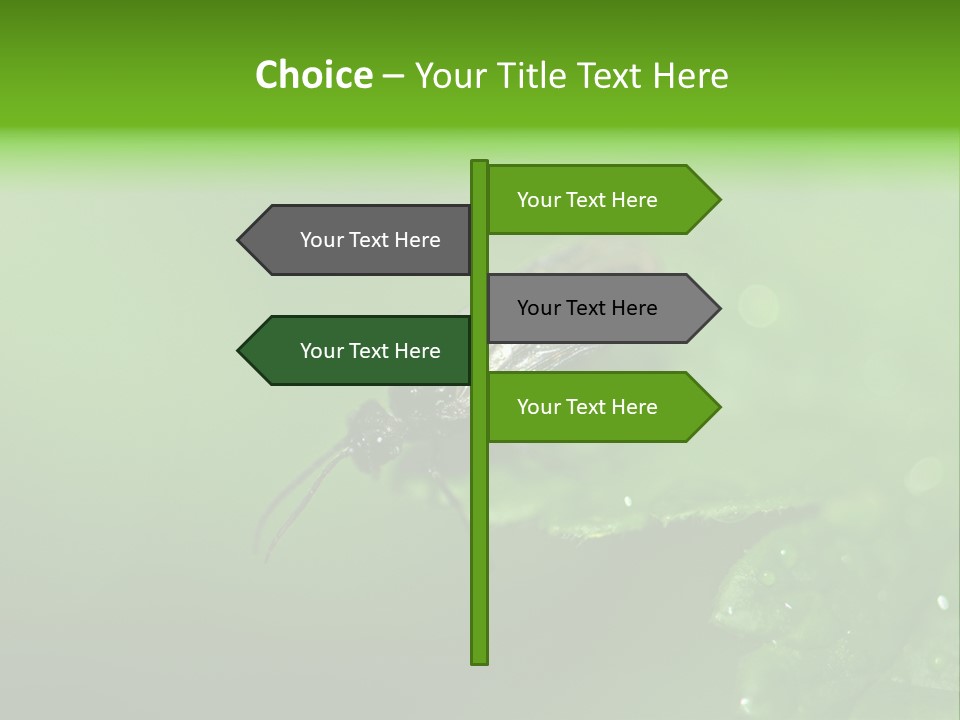 Wildlife Sawflies Animals PowerPoint Template