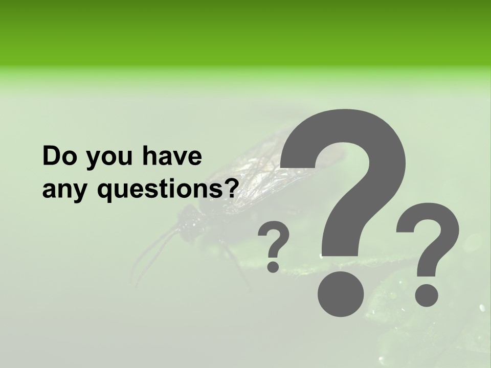 Wildlife Sawflies Animals PowerPoint Template