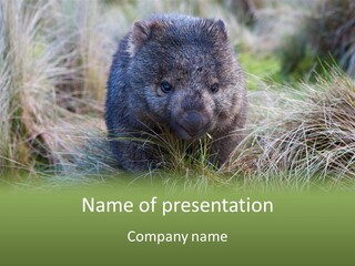 Mammal Marsupial Brown PowerPoint Template