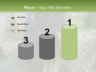 Mammal Marsupial Brown PowerPoint Template