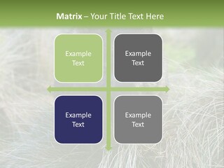 Mammal Marsupial Brown PowerPoint Template