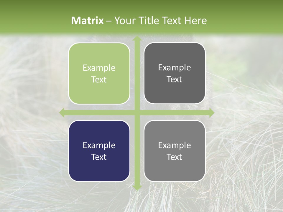 Mammal Marsupial Brown PowerPoint Template