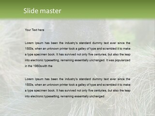 Mammal Marsupial Brown PowerPoint Template