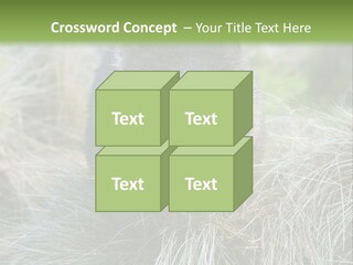 Mammal Marsupial Brown PowerPoint Template