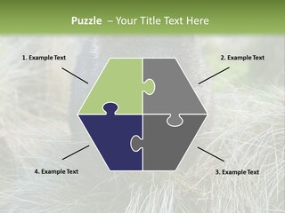 Mammal Marsupial Brown PowerPoint Template