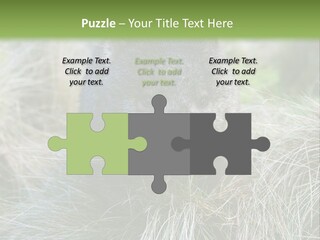 Mammal Marsupial Brown PowerPoint Template