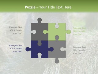 Mammal Marsupial Brown PowerPoint Template