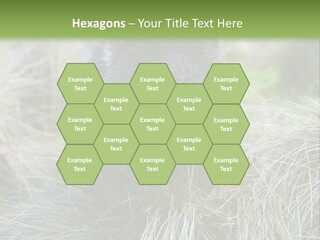 Mammal Marsupial Brown PowerPoint Template