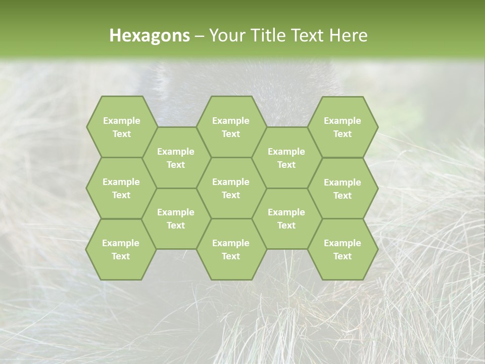 Mammal Marsupial Brown PowerPoint Template