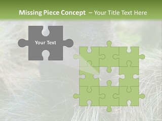 Mammal Marsupial Brown PowerPoint Template