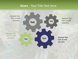 Mammal Marsupial Brown PowerPoint Template