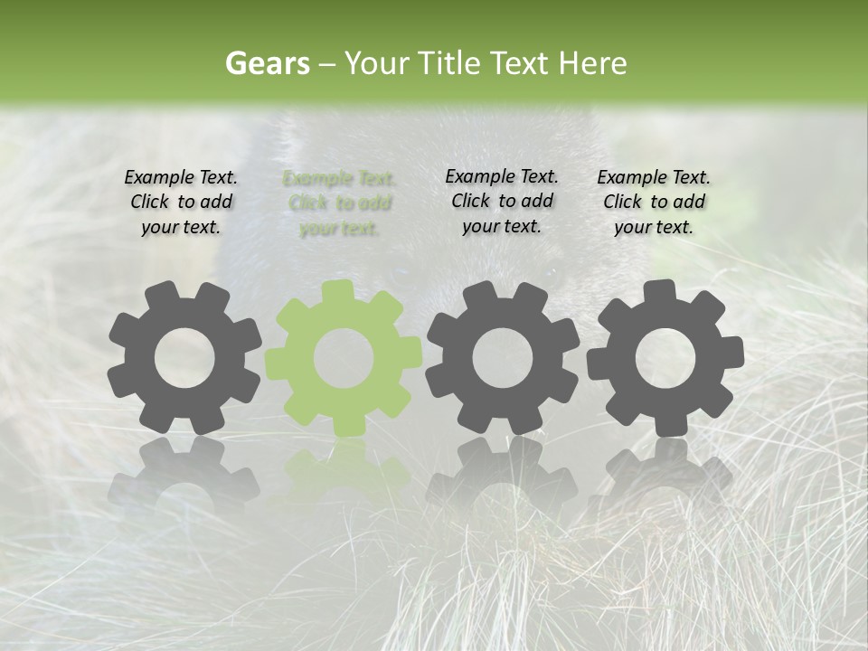 Mammal Marsupial Brown PowerPoint Template