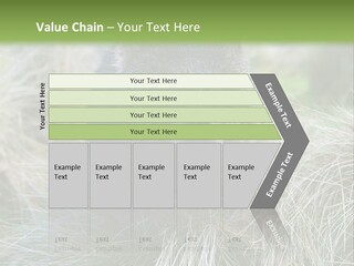 Mammal Marsupial Brown PowerPoint Template