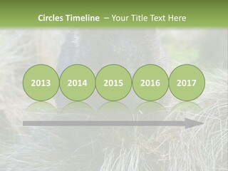 Mammal Marsupial Brown PowerPoint Template