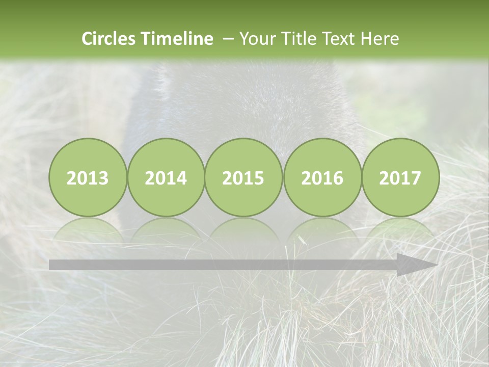 Mammal Marsupial Brown PowerPoint Template