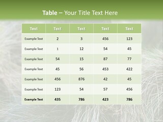 Mammal Marsupial Brown PowerPoint Template