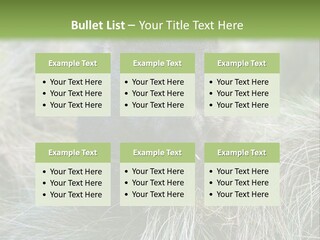 Mammal Marsupial Brown PowerPoint Template