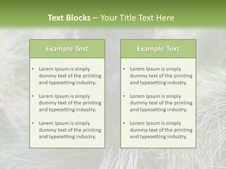 Mammal Marsupial Brown PowerPoint Template