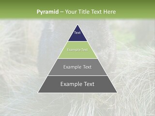 Mammal Marsupial Brown PowerPoint Template