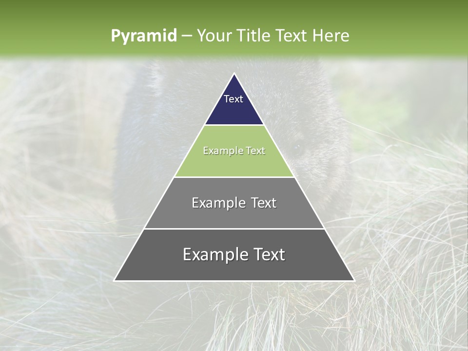 Mammal Marsupial Brown PowerPoint Template