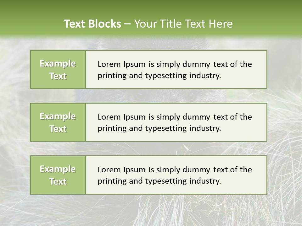 Mammal Marsupial Brown PowerPoint Template