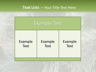 Mammal Marsupial Brown PowerPoint Template