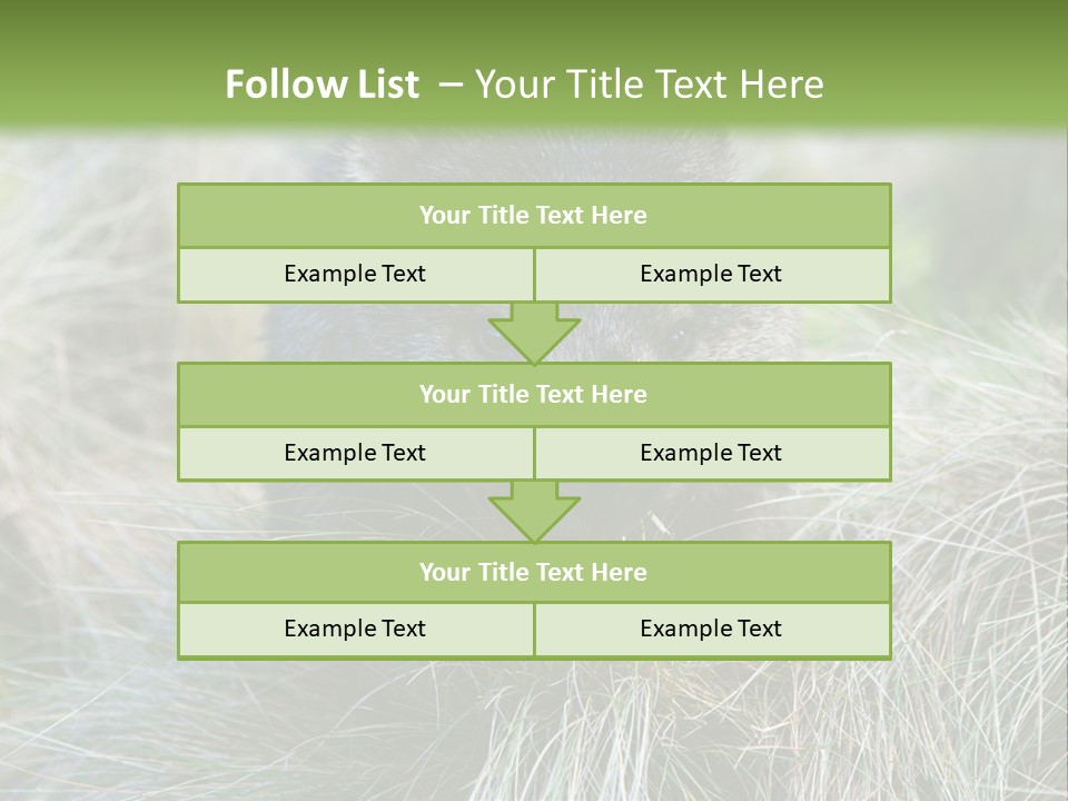 Mammal Marsupial Brown PowerPoint Template