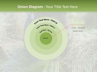 Mammal Marsupial Brown PowerPoint Template