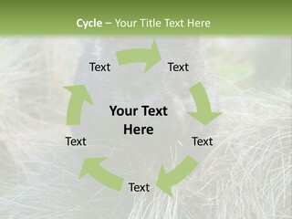 Mammal Marsupial Brown PowerPoint Template