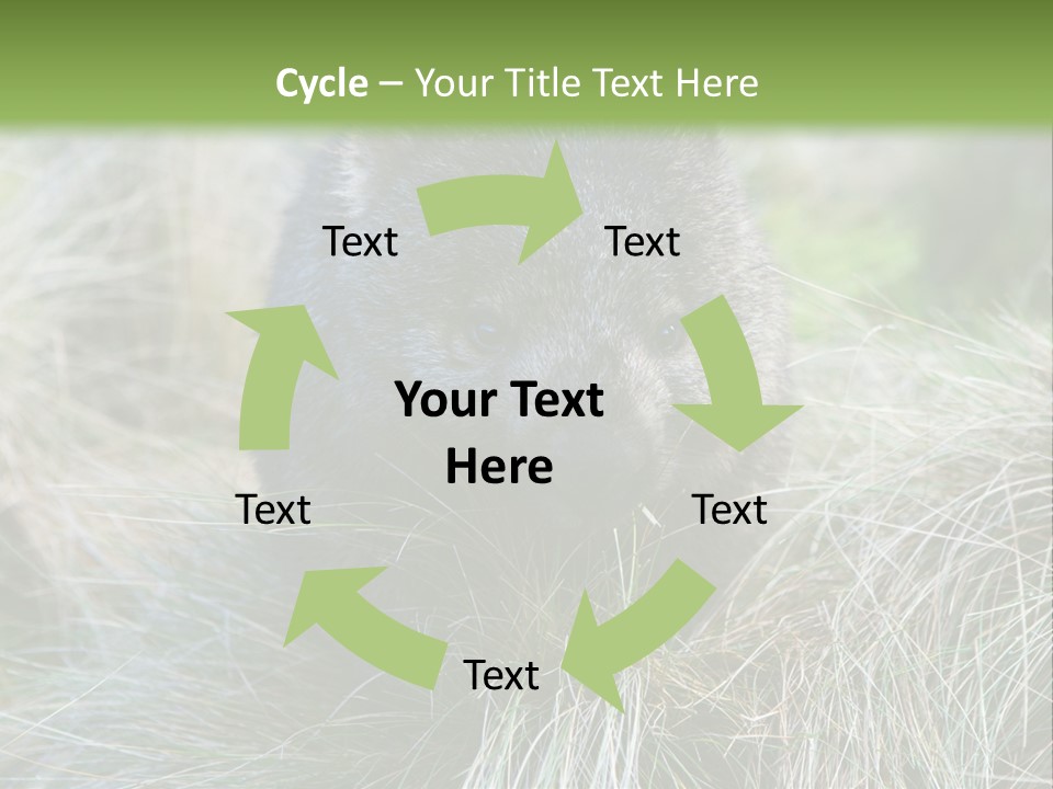 Mammal Marsupial Brown PowerPoint Template