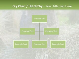 Mammal Marsupial Brown PowerPoint Template