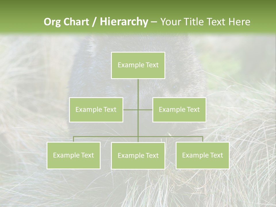 Mammal Marsupial Brown PowerPoint Template