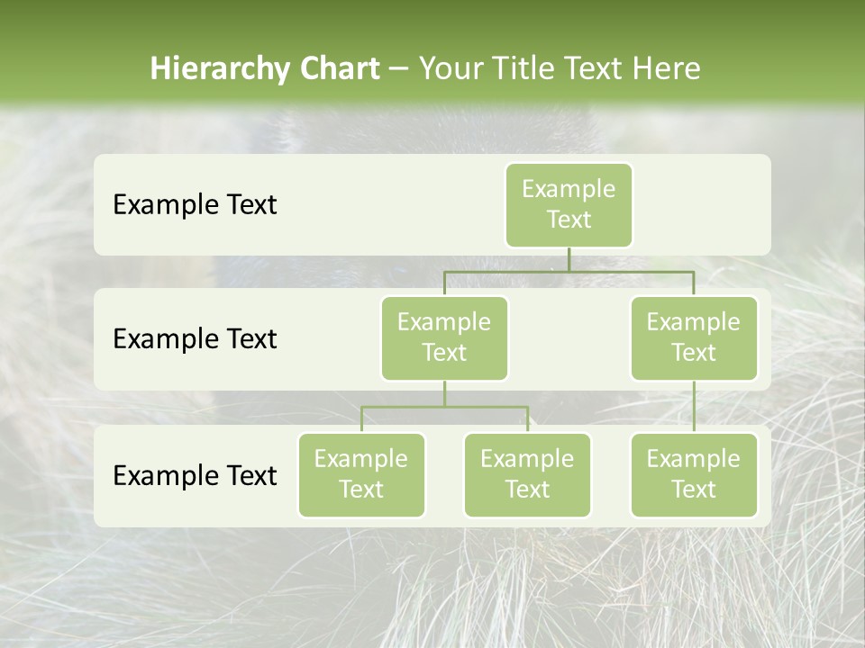 Mammal Marsupial Brown PowerPoint Template