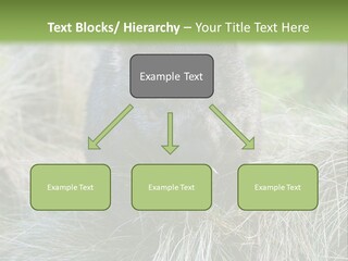 Mammal Marsupial Brown PowerPoint Template