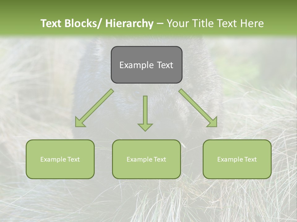 Mammal Marsupial Brown PowerPoint Template