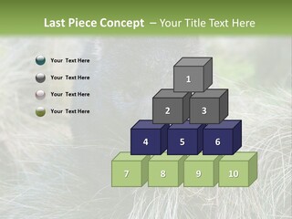 Mammal Marsupial Brown PowerPoint Template