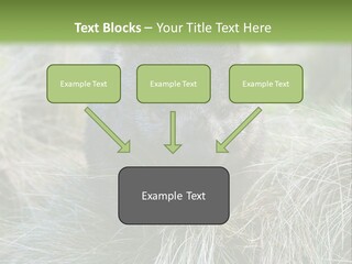Mammal Marsupial Brown PowerPoint Template