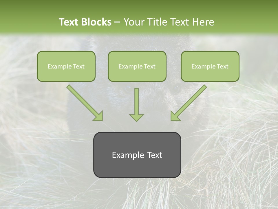 Mammal Marsupial Brown PowerPoint Template