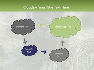 Mammal Marsupial Brown PowerPoint Template