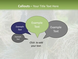 Mammal Marsupial Brown PowerPoint Template