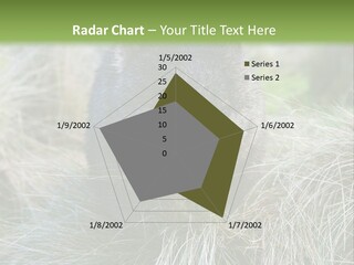 Mammal Marsupial Brown PowerPoint Template