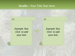 Mammal Marsupial Brown PowerPoint Template