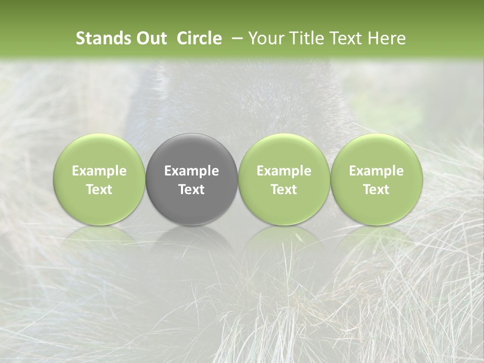Mammal Marsupial Brown PowerPoint Template