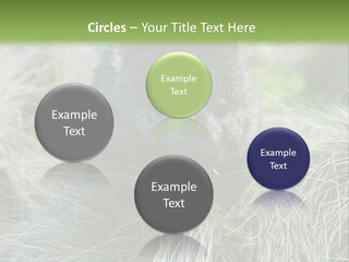 Mammal Marsupial Brown PowerPoint Template