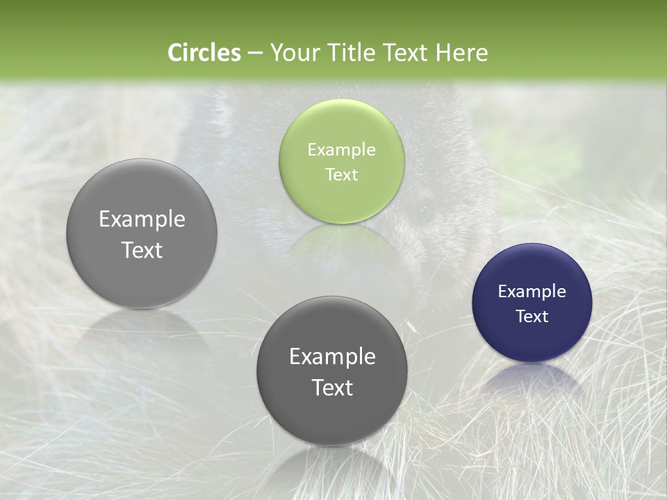 Mammal Marsupial Brown PowerPoint Template