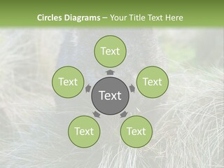 Mammal Marsupial Brown PowerPoint Template